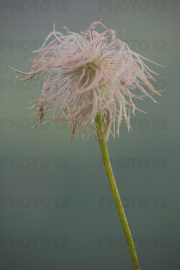 Fruit of an alpine pasqueflower (Pulsatilla alpina), filigree, cock's head, Fontanella, Faschina,