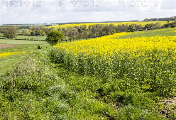 Yellow flowering oil seed rape crop growing on Salisbury Plain, near Orcheston, Wiltshire, England,