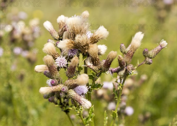 Meadow Thistle, Cirsium dissectum, flowers and pappi seed-heads River Deben, Sutton, Suffolk,