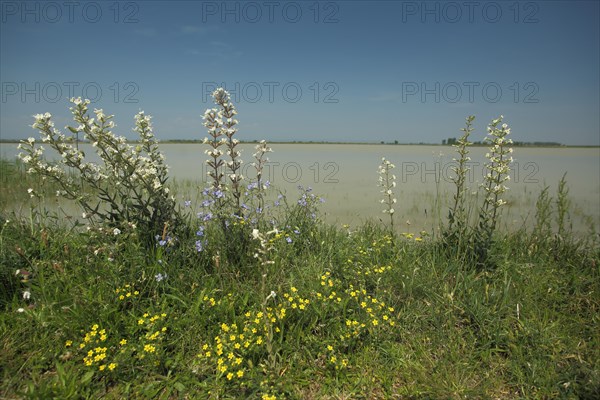 Perennials with sticky campion (Silene viscosa) on the shore of Lacke, lake, perennial, flowers,