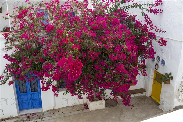 Red flowers of bougainvillea plant, Nyctaginaceae, village of Nijar, Almeria, Spain, Europe