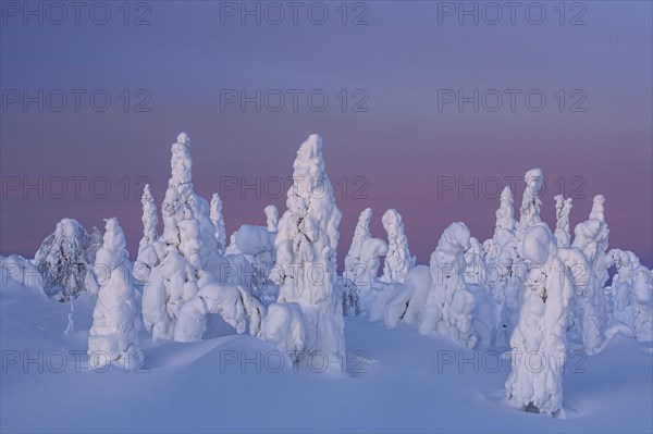 Snow-covered trees in tundra, Arctic, evening light, winter, Dalton Highway, Alaska, USA, North