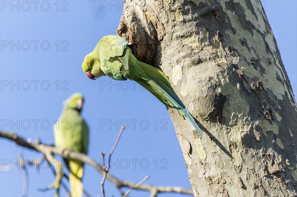 Rose-ringed parakeet (Psittacula krameri) hanging from a tree at the breeding den, wildlife,