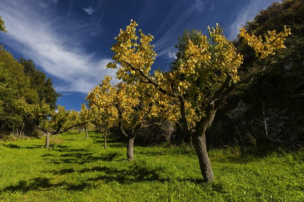 Apricot trees in autumn, agriculture, fruit, apricot, orchard, autumnal, foliage, tree, deciduous