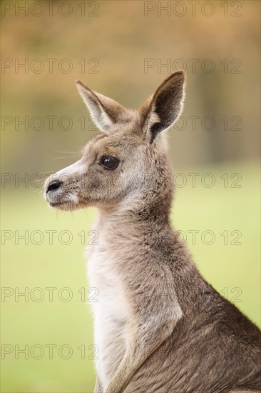 Western grey kangaroo (Macropus fuliginosus), portrait, Germany, Europe