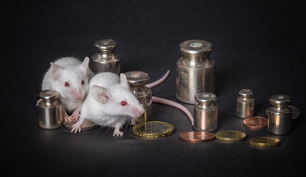 Two small white laboratory mice with weights and coins on a gray background. the concept of