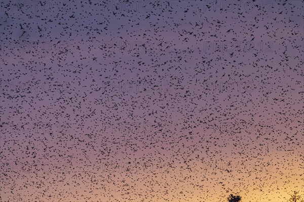 Natural spectacle in the Swabian Alb. Flocks of bramblings (Fringilla montifringilla) spend the