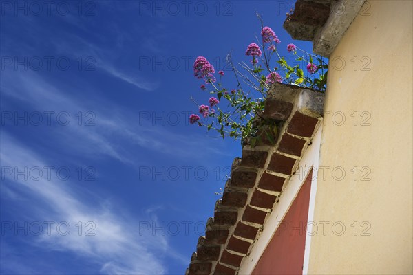Flower-covered roof, lovely, idyllic, flowers, decoration, architecture, facade, earth colours,