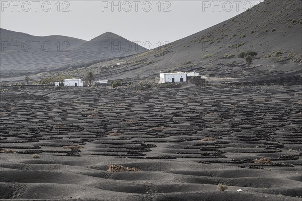 Wine growing in volcanic ash pits protected by dry stone walls, Yaiza, Lanzarote, Canary Islands,