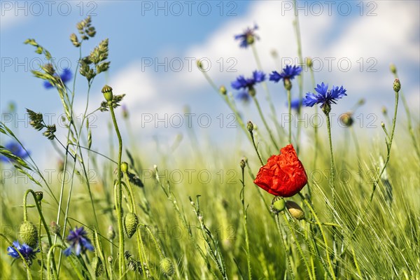Red poppy flower (Papaver rhoeas), green barleys (Hordeum vulgare), cornflowers (Centaurea cyanus),