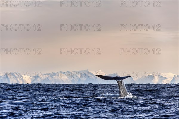 Schwanzflosse eines Wals taucht im Meer mit Eisbergen im Hintergrund ein, Abtauchender Pottwal vor