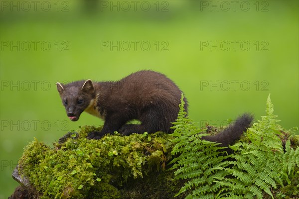 Pine marten (Martes martes) adult animal on a moss covered stone wall, Ardnamurchan, Scotland,