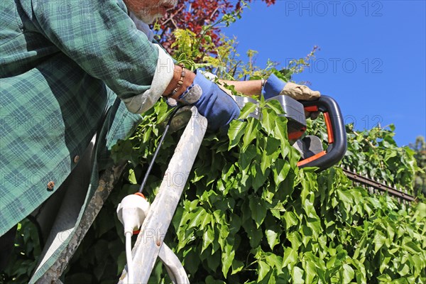 Man cutting hedges and greenery