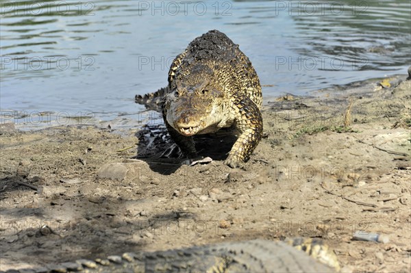 Cuban crocodile (Crocodylus rhombifer), demonstration crocodile farm Criadero de Cocodrilos, Parque