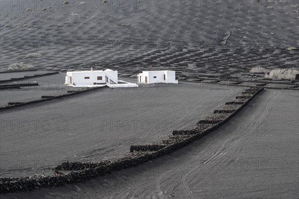 Wine growing in volcanic ash pits protected by dry stone walls, Yaiza, Lanzarote, Canary Islands,