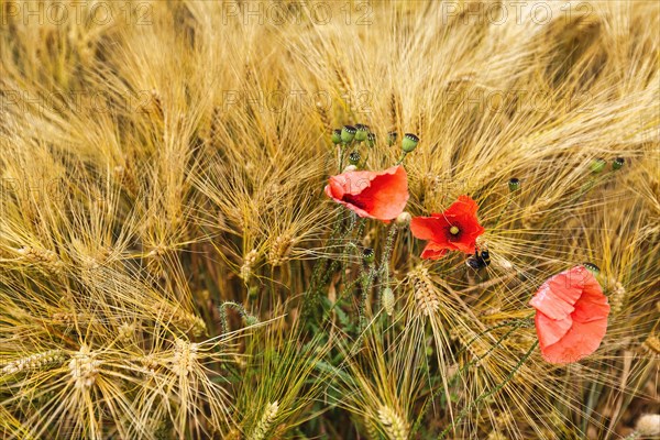 Corn poppy, blossoms and poppy capsules between golden ears of grain, grain field in summer,