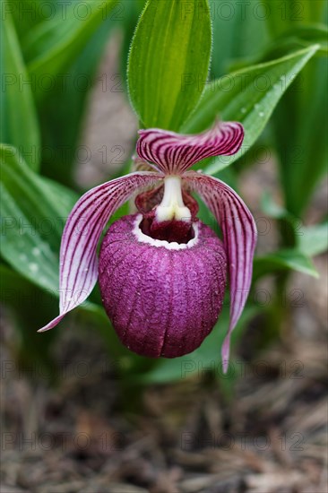Beautiful orchids of different colors on green background in the garden. Lady's-slipper hybrids.