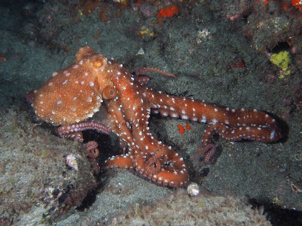 White spotted octopus (Callistoctopus Octopus macropus) at night. Dive site El Cabron Marine
