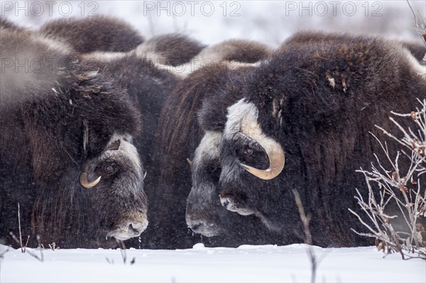 Musk oxen (Ovibos moschatus), herd in a snowstorm, standing, portrait, North Slope, Alaska, USA,