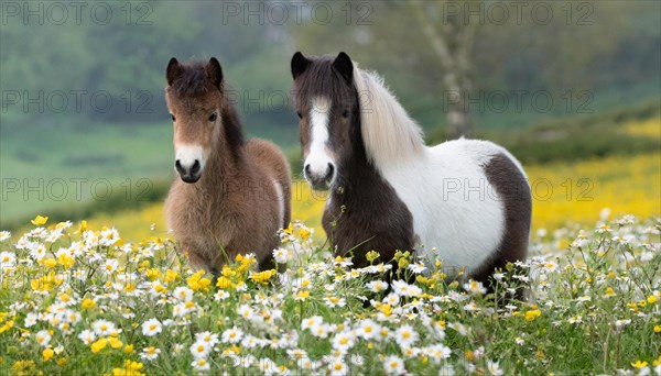 KI generated, animal, animals, mammal, mammals, biotope, habitat, two, flower meadow, foraging,