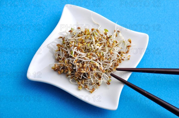A white plate with sprouts and chopsticks against a blue background suggests a healthy vegetarian