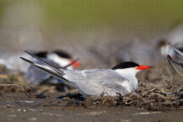 Common Tern (Sterna hirundo), on nest in breeding colony, Danube Delta Biosphere Reserve, Romania,