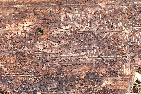 Feeding galleries of the spruce bark beetle (Ips typographus L.) under the bark of Norway spruce