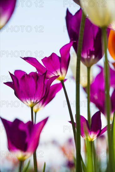 Blooming tulips, lakeside promenade, Ueberlingen, Lake Constance, Baden-Wuerttemberg, Germany,