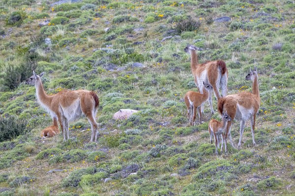 Guanaco (Llama guanicoe), Huanaco, group with young animals, Torres del Paine National Park,