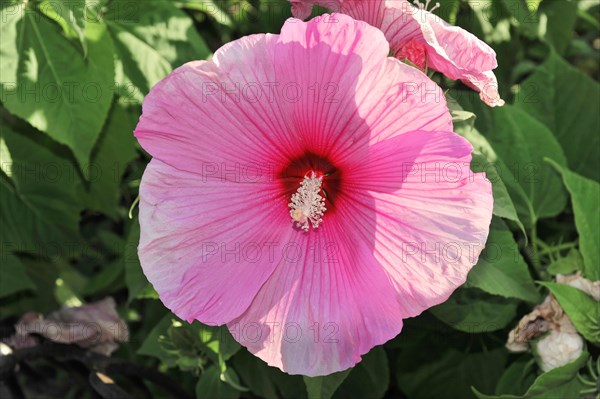 Flowering Hibiscus cultivar Red Heart (Hibiscus syriacus cultivar Red Heart) Florence, Tuscany,