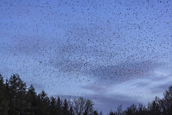 Natural spectacle in the Swabian Alb. Flocks of bramblings (Fringilla montifringilla) spend the