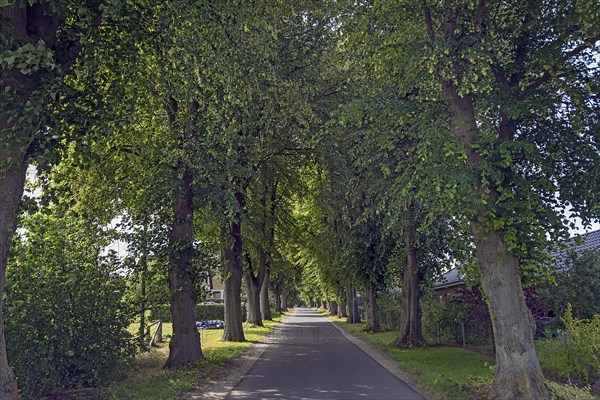 Avenue of large-leaved lindens (Tilia platyphyllos) on a village street, Rehna,