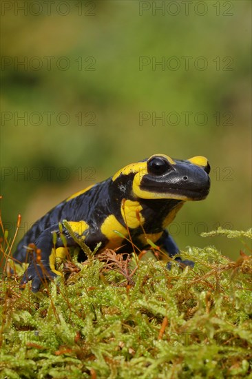 Fire salamander (Salamandra salamandra), running over moss, looking into the camera, animal