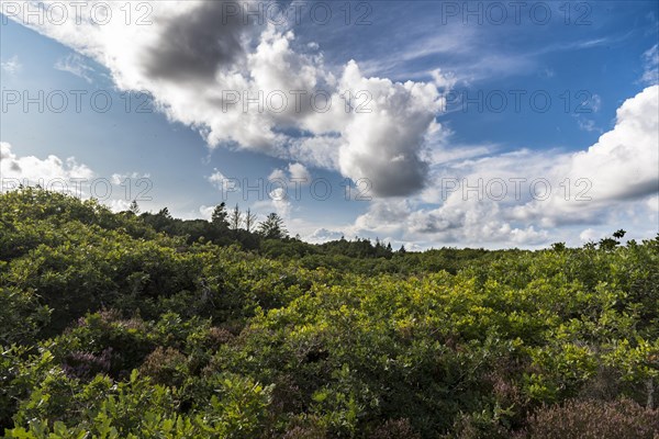 Blue sky with clouds (Cumulus mediocris) over an oak forest, Oksbol, Region Syddanmark, Denmark,