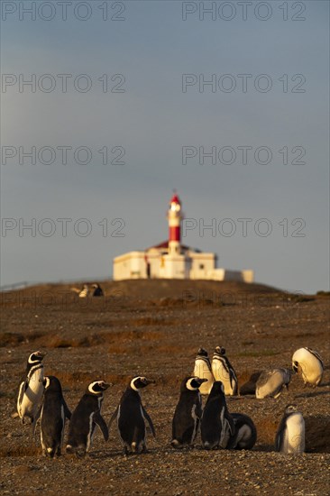 Magellanic penguins (Spheniscus magellanicus) in front of the lighthouse in the Penguin National