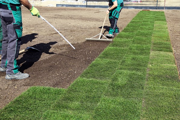 Gardener lays sod