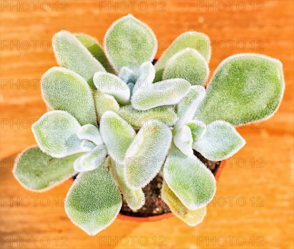 Beautiful little plant, succulent in a small flower pot. on the wooden background