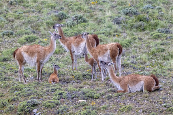Guanaco (Llama guanicoe), Huanaco, group with young animals, Torres del Paine National Park,