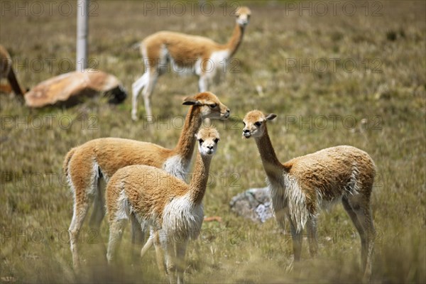 Vicunas or vicunas (Vicugna vicugna) in a meadow in the Andean highlands, Andahuaylas, Apurimac.