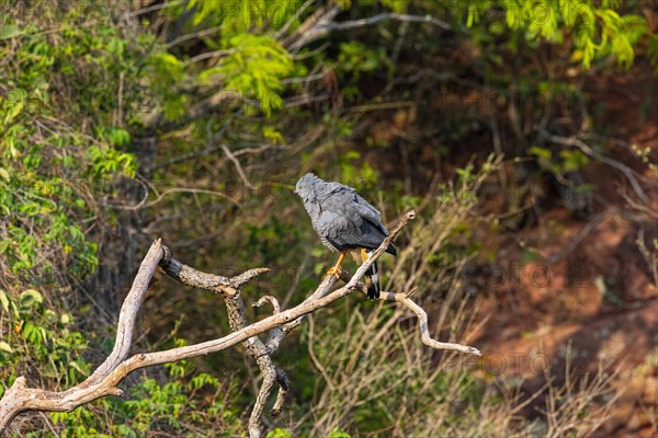 Stilt Buzzard (Geranospiza caerulescens) Pantanal Brazil