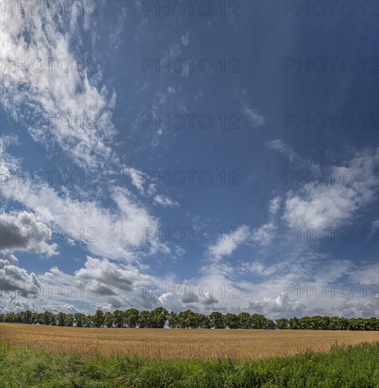 Avenue of large-leaved lindens (Tilia platyphyllos) Cornfield and cloudy sky, Rehna,