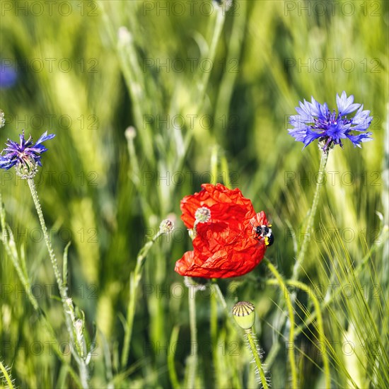 Red poppy flower (Papaver rhoeas), green barleys (Hordeum vulgare), cornflower (Centaurea cyanus),
