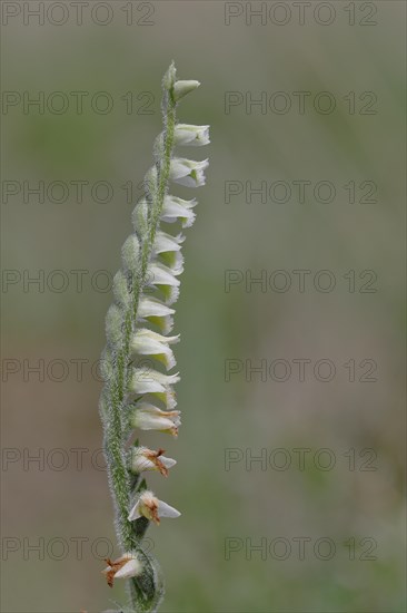 Autumn helleborine (Spiranthes spiralis), autumn helleborine, small orchids, very rare, flowering