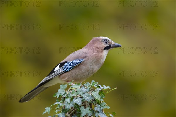 Eurasian jay (Garrulus glandarius) adult bird on an ivy covered tree stump, England, United