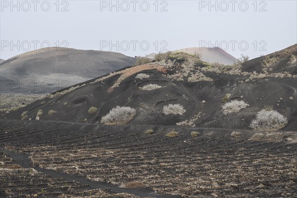 Wine growing in volcanic ash pits protected by dry stone walls, Yaiza, Lanzarote, Canary Islands,