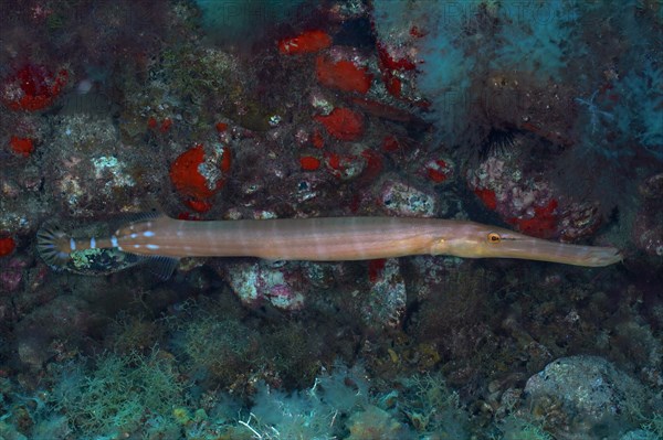 Atlantic cornetfish (Aulostomus strigosus), Pasito Blanco reef dive site, Arguineguin, Gran