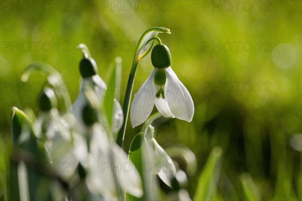 Fresh snowdrops (Galanthus nivalis) in focus against a blurred green background, Hesse, Germany,