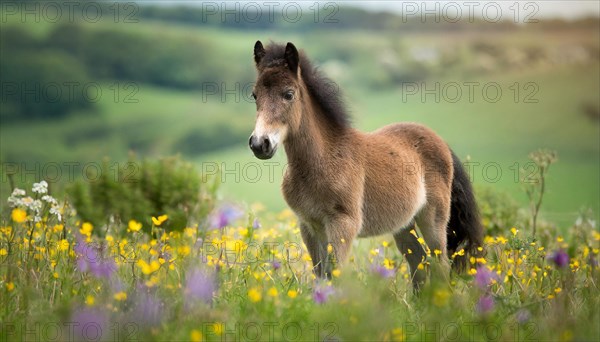 KI generated, animal, animals, mammal, mammals, biotope, habitat, one, individual animal, foraging,