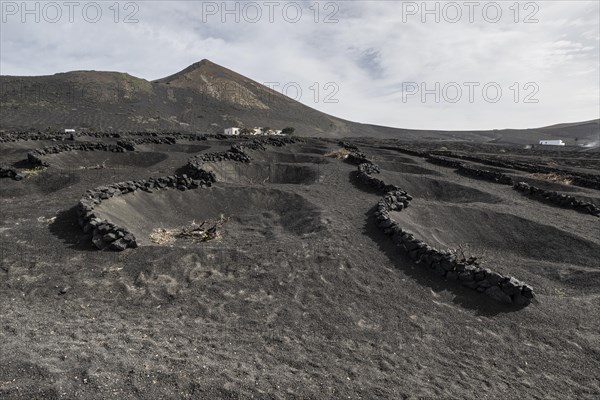 Wine growing in volcanic ash pits protected by dry stone walls, Yaiza, Lanzarote, Canary Islands,