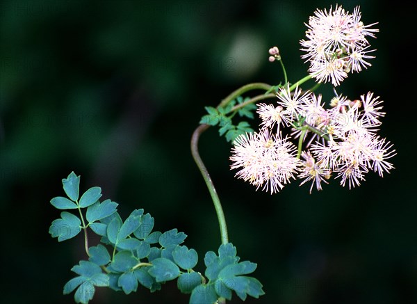 A close-up of filigree flowers with fresh green against a blurred dark background Columbine meadow